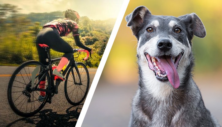 Atualização Bicicleta/Pet